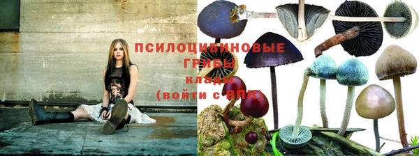 PSILOCYBIN Липки